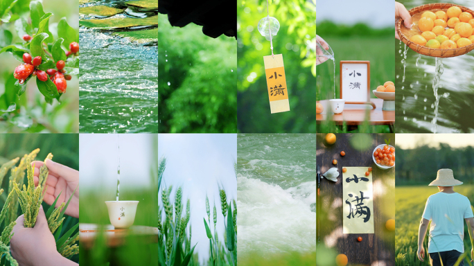 小满 小满节气 麦田 小麦 竖版