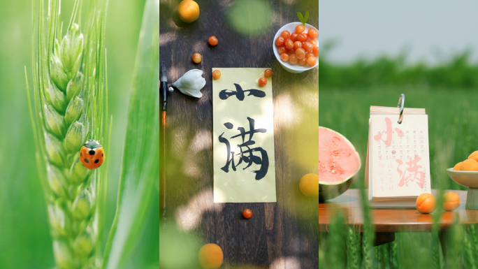 小满 小满节气 麦田 小麦 竖版
