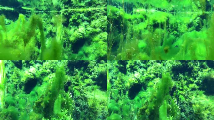 山东济南九女泉-水下清澈宁静鱼类水草生态