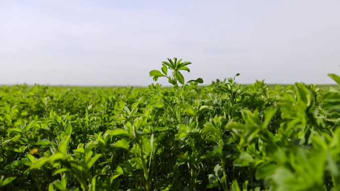 在农场上种植绿色饲料以喂养牛。