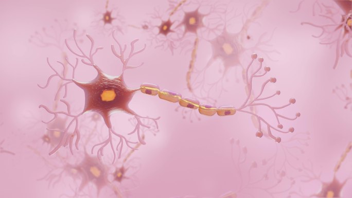 神经元细胞信号传递AE模版