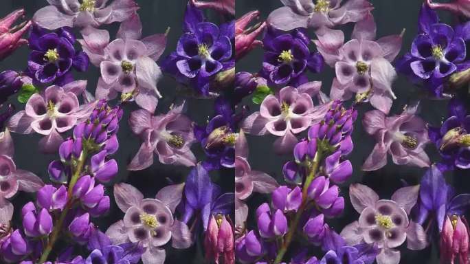柔和阴影中的小苍兰和狼毒花