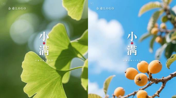 小满芒种节气雨水小麦麦田果实稻穗
