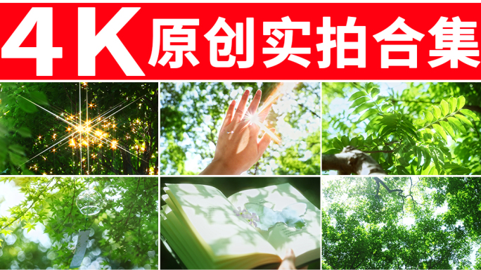 阳光树叶 唯美空镜
