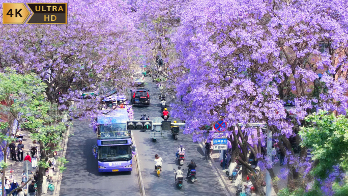 昆明蓝花楹 蓝花楹盛开的城市街道
