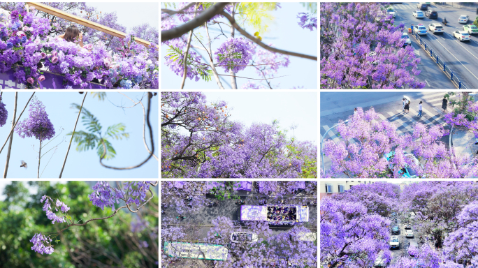昆明蓝花楹 蓝花楹盛开的城市街道