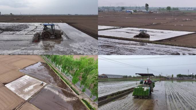 东北大米水稻田机械化种植