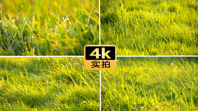 清晨阳光青草露珠