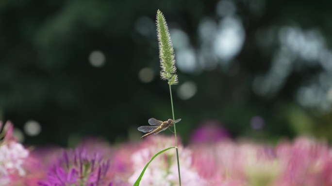 蜻蜓立于花草之上