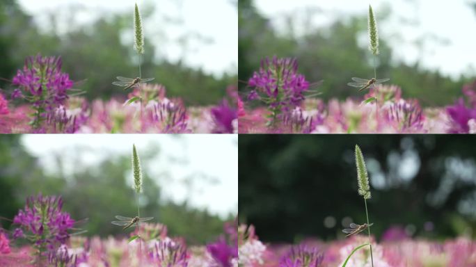 蜻蜓立于花草之上