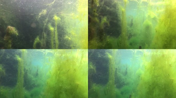 山东济南-任泉水下清澈宁静鱼类水草生态