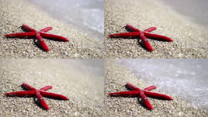 红海星在沙滩上