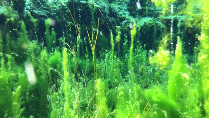 山东济南-白石泉水下清澈宁静鱼类水草生态