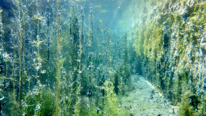 山东济南-任泉水下清澈宁静鱼类水草生态