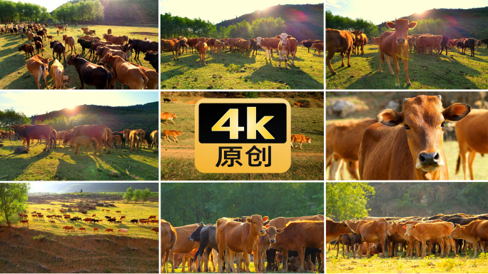 牛小黄牛放牧牛群