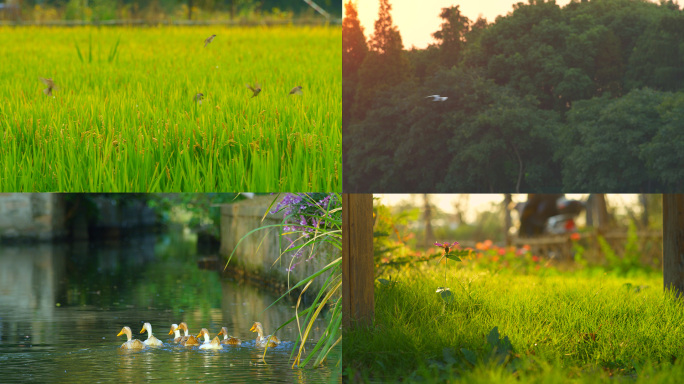 清晨乡村生态惬意鸟儿鸭子草地农村空镜