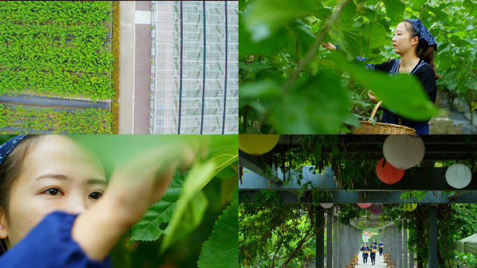 传统桑园种植基地采桑叶