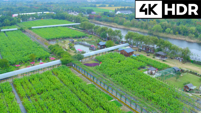 传统桑园种植基地采桑叶