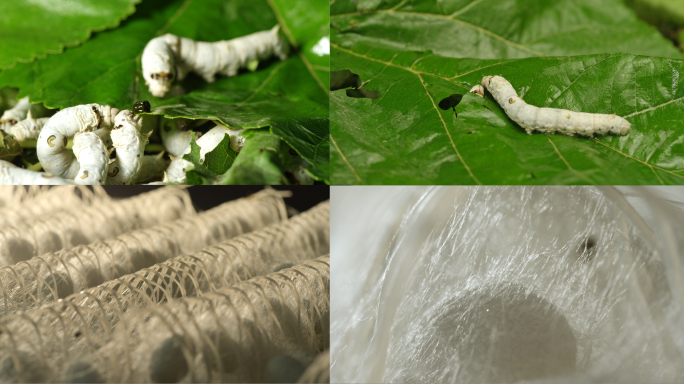 蚕宝宝吐丝吃桑叶蚕茧视频素材
