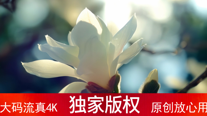 春天的兰花 玉兰花 木兰花