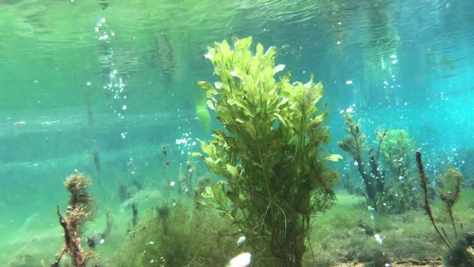 山东济南-西岭泉水下清澈宁静鱼类水草生态