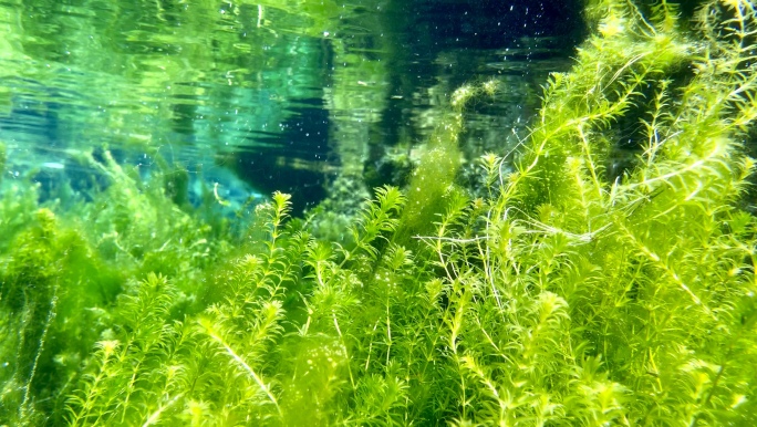 山东济南-白石泉水下清澈宁静鱼类水草生态