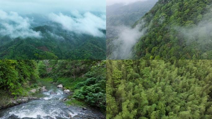 高山森林大自然流水云雾