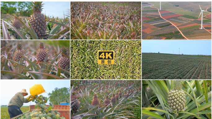 凤梨和菠萝  丰收种植基地