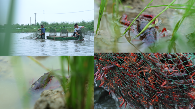 小龙虾养殖基地田间稻田虾素材