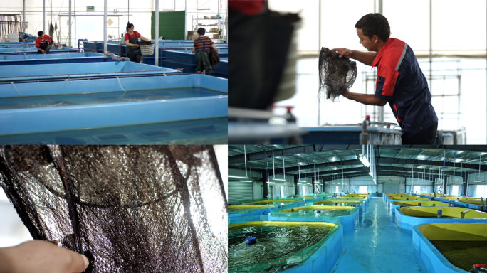 现代农业水产养殖加州鲈鱼鱼苗基地