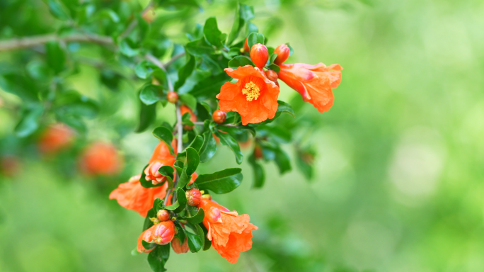 石榴树 石榴花 石榴树开花