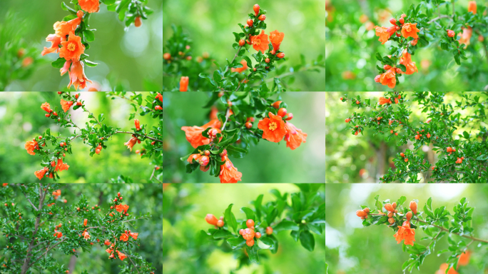 石榴树 石榴花 石榴树开花