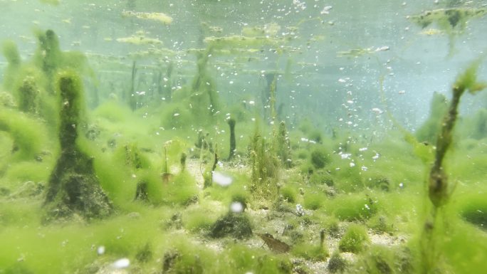 山东济南-西岭泉水下清澈宁静鱼类水草生态