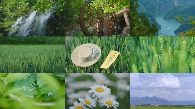 小满 小满节气 小麦 麦田 下雨