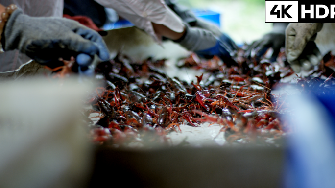 小龙虾加工流水线分拣