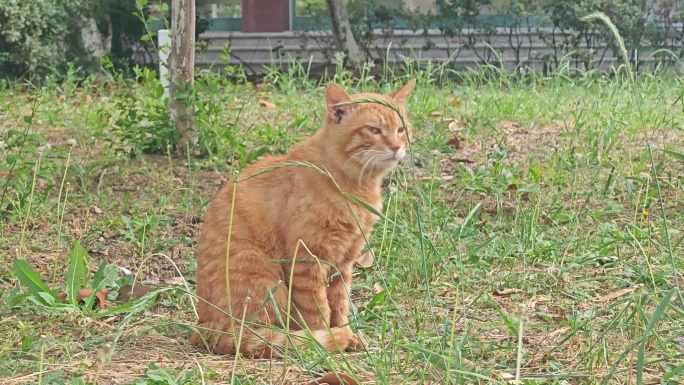 慵懒橘猫的户外生活