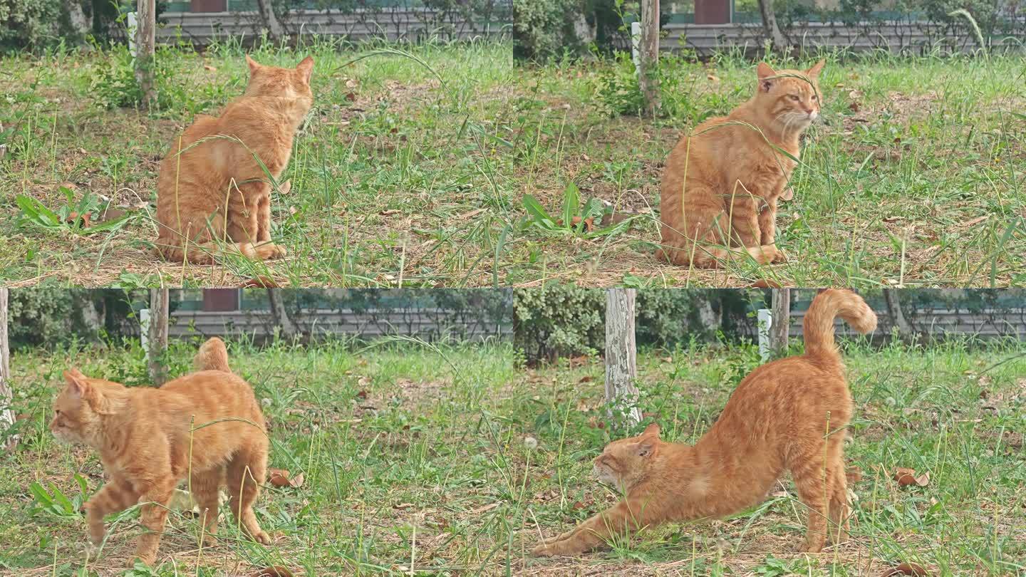 慵懒橘猫的户外生活