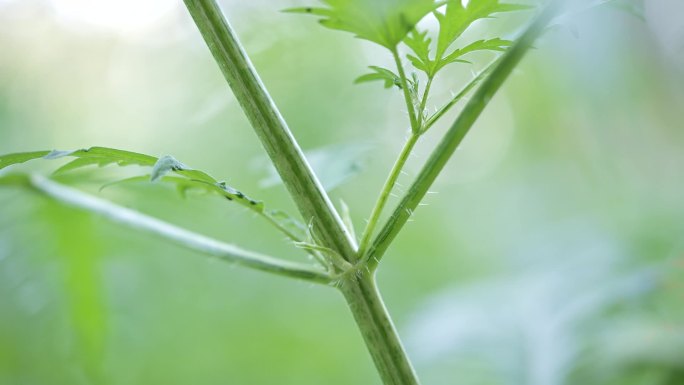 荨麻