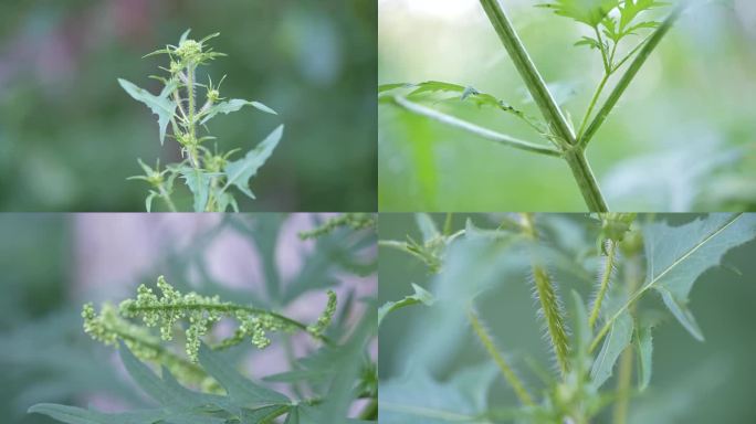 荨麻