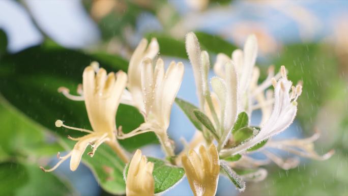 金银花提取  金银花萃取