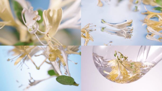 金银花提取  金银花萃取