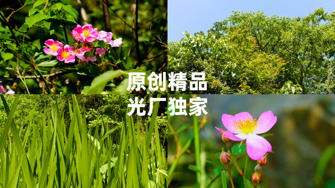 生机勃勃的植物世界