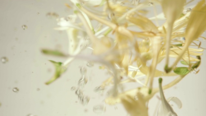 金银花茶