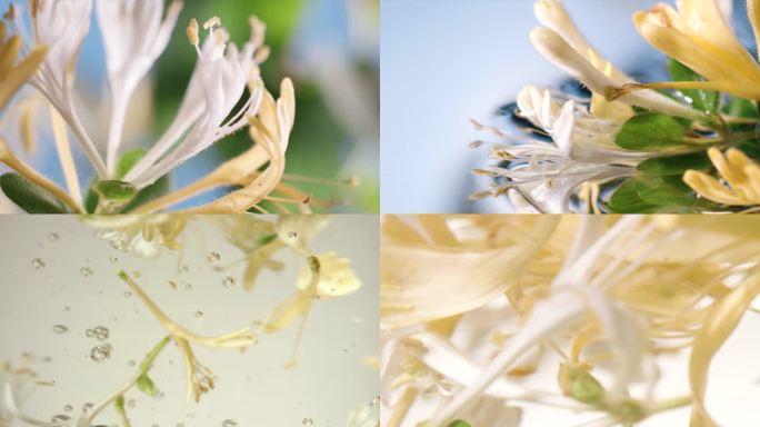 金银花茶