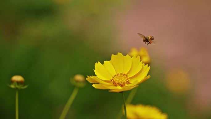 蜜蜂采蜜特写
