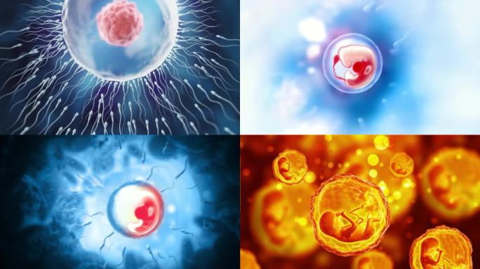 受精卵形成与胚胎发育 生命起源与细胞分裂