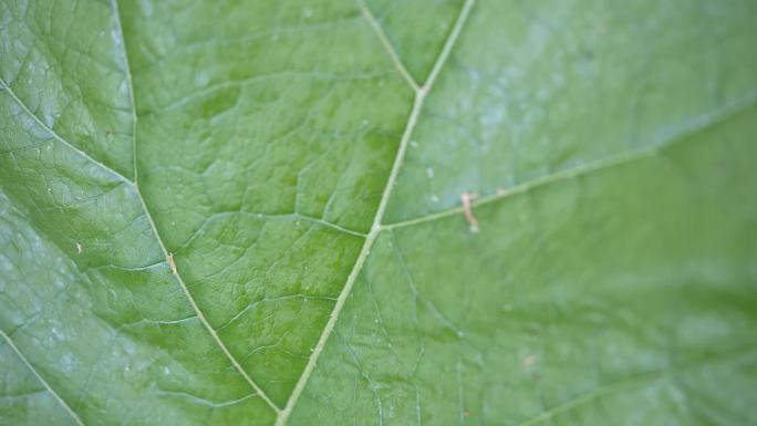 野生牛蒡 中草药