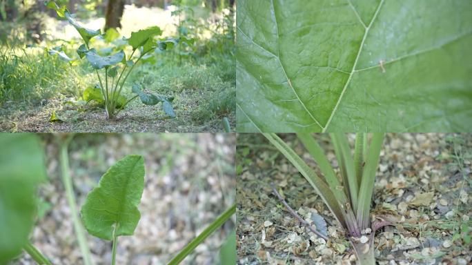 野生牛蒡 中草药