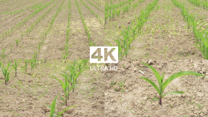 玉米幼苗生长