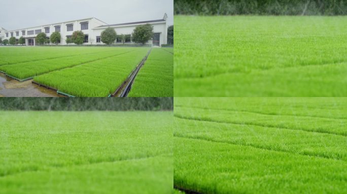 乡村现代化智慧农业智能育秧水稻秧苗培育